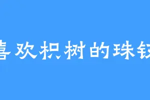 喜欢枳树的珠钗